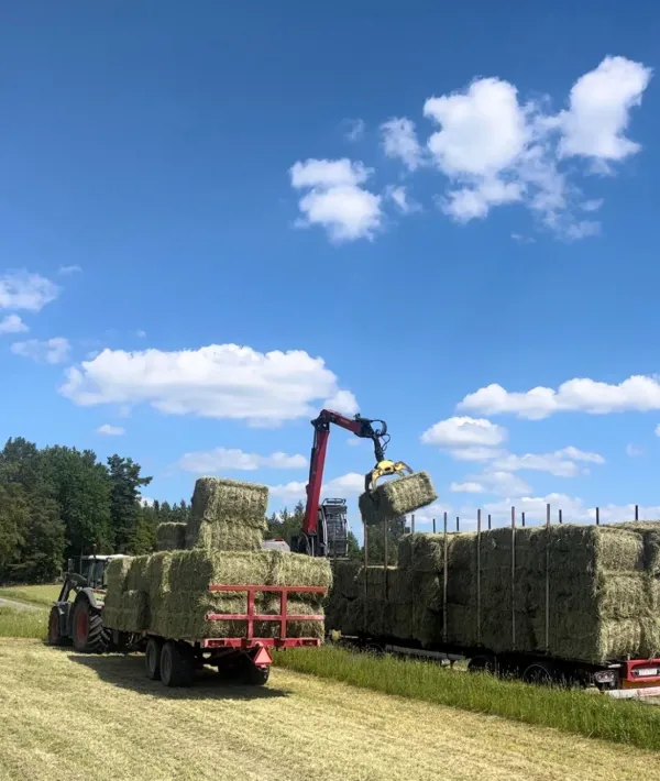 Hösilagebalar lastas på en vagn under blå himmel